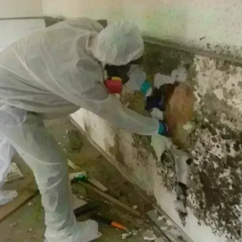 Mold Remediation and Removal in Worden, IL